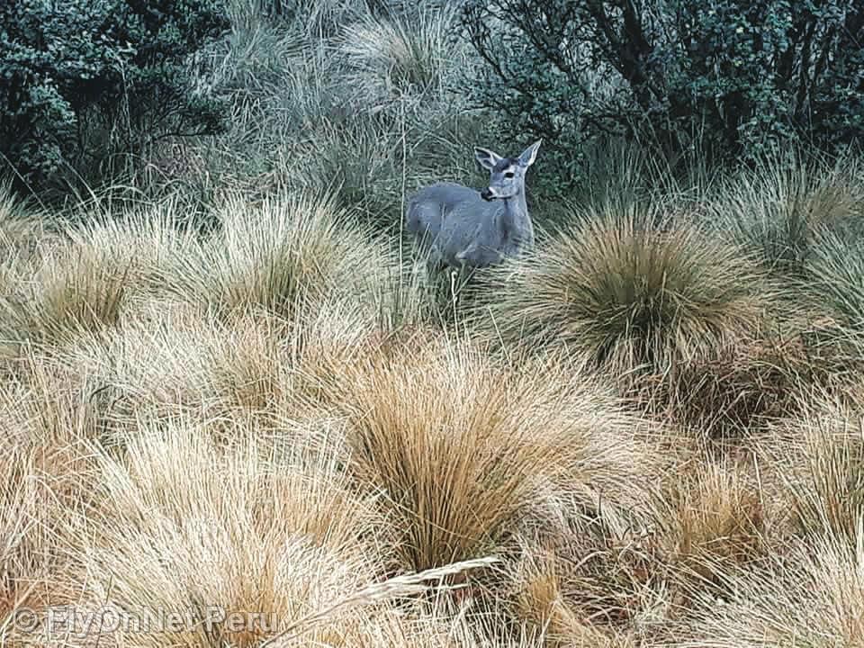 Photo Album: Inca Trail