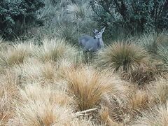 Inca Trail